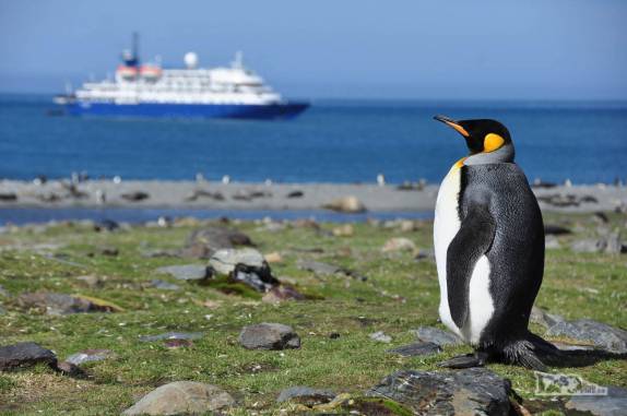 Um raro pinguim rei solitário em St Andrews Bay, na Geórgia do Sul